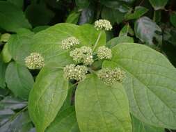 Sivun Clerodendrum polycephalum Baker kuva