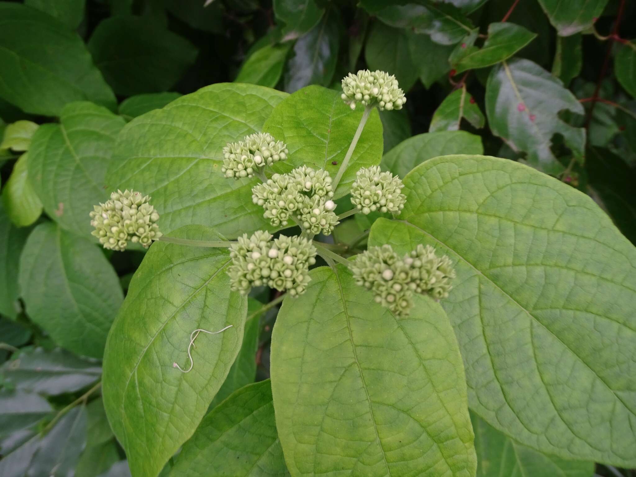 Imagem de Clerodendrum polycephalum Baker