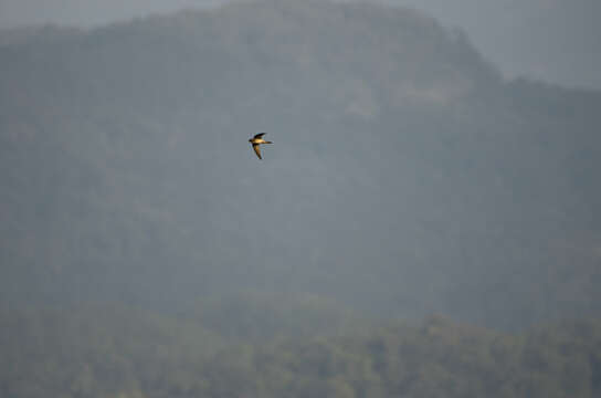 Image of Indian Swiftlet