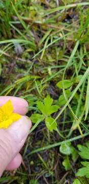 Image of Yellow Thimbleweed