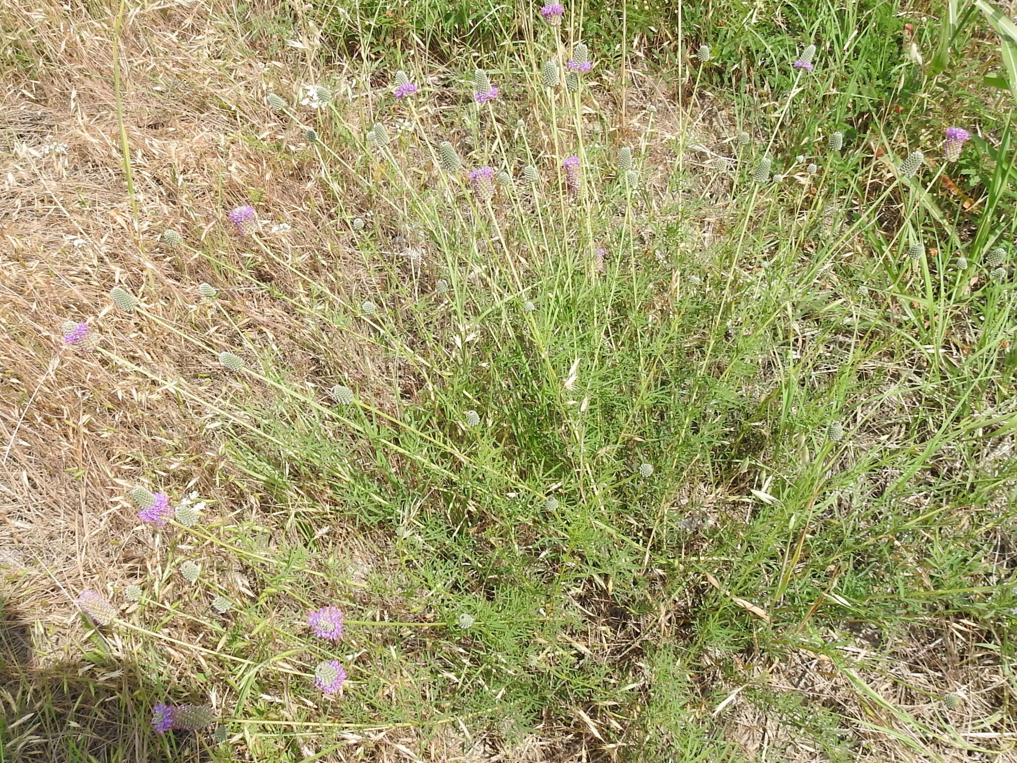 Image of compact prairie clover