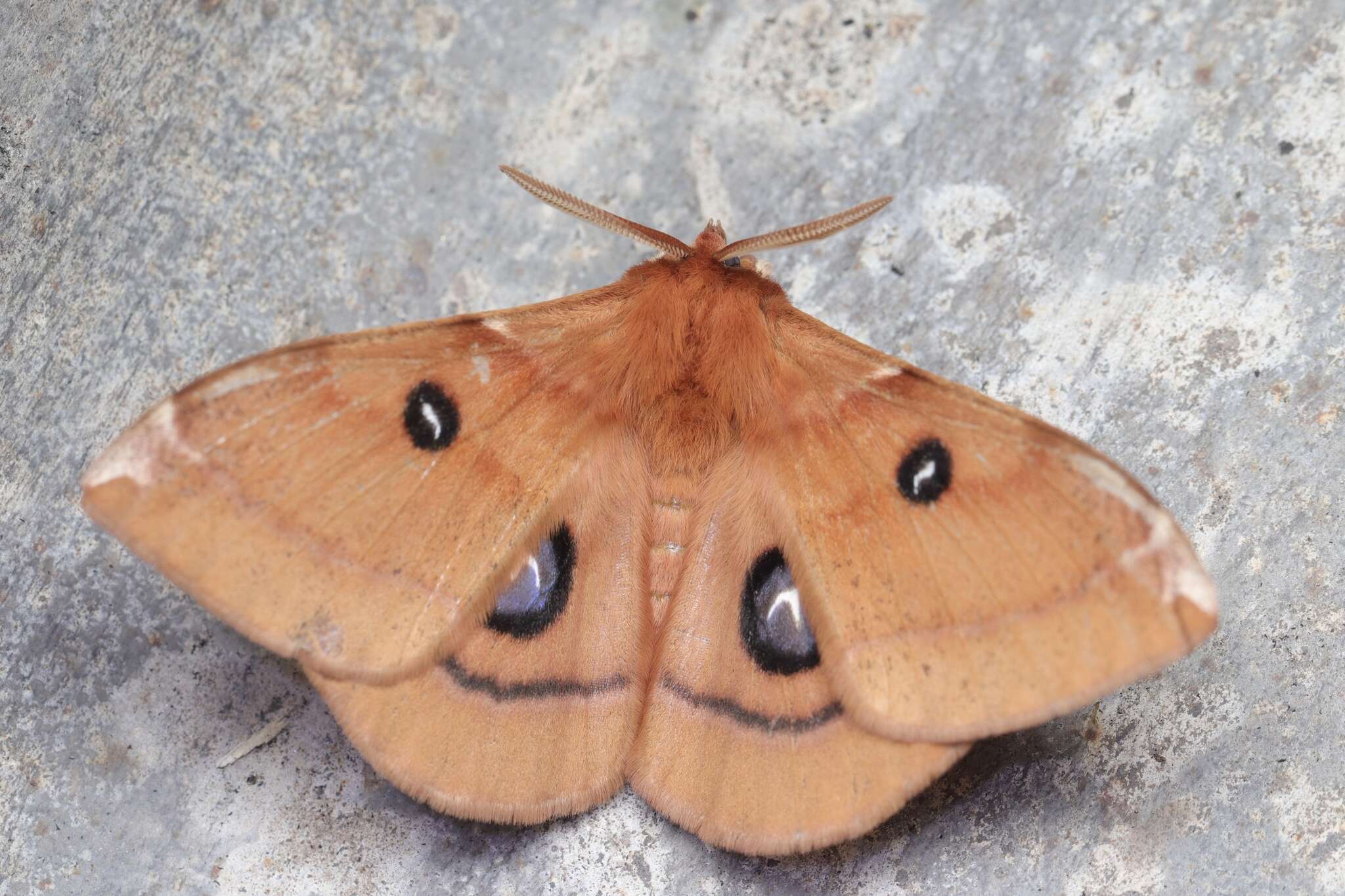 Imagem de Aglia japonica Leech (1889)