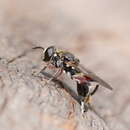 صورة Chalcosyrphus elongatus (Hardy 1921)