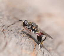 Image of Chalcosyrphus elongatus (Hardy 1921)