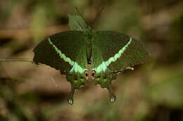 Image of Common Banded Peacock