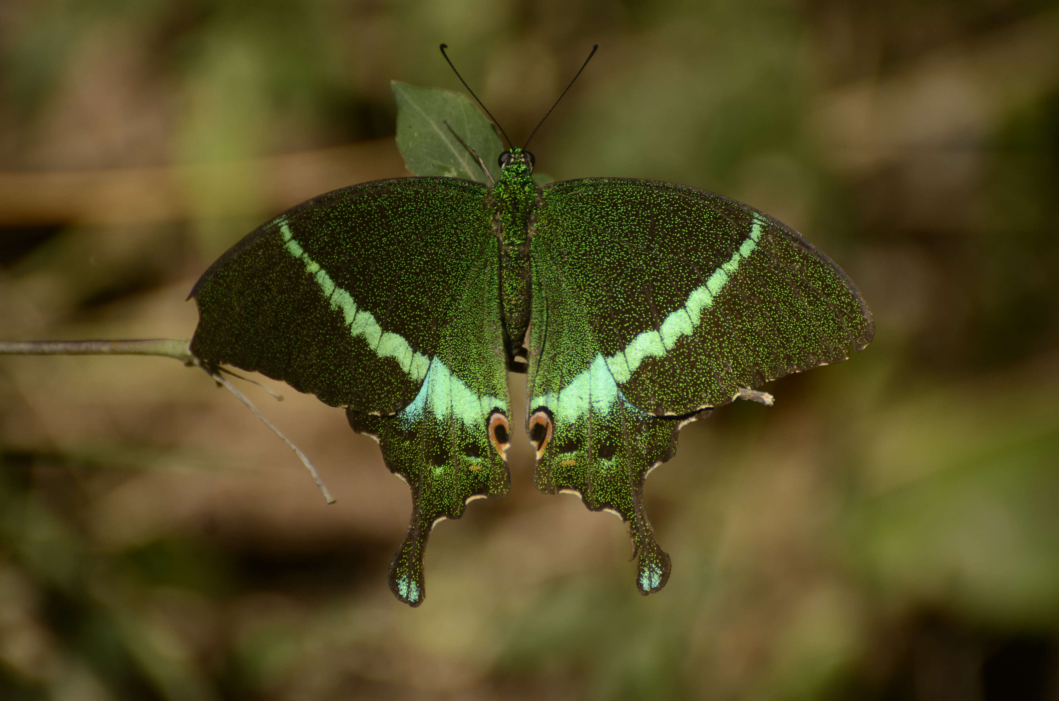 Image of Common Banded Peacock