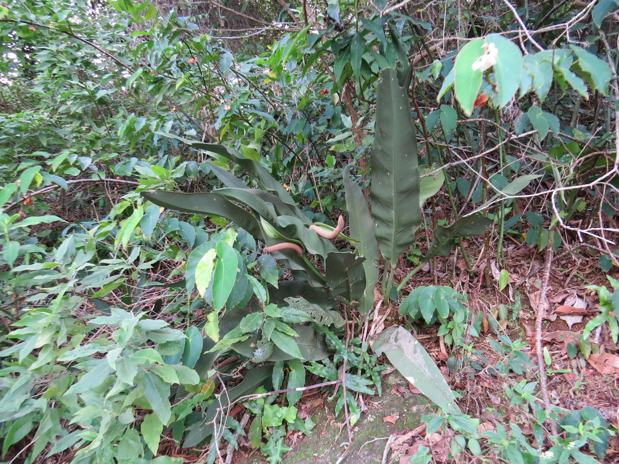 Imagem de Anthurium coriaceum G. Don