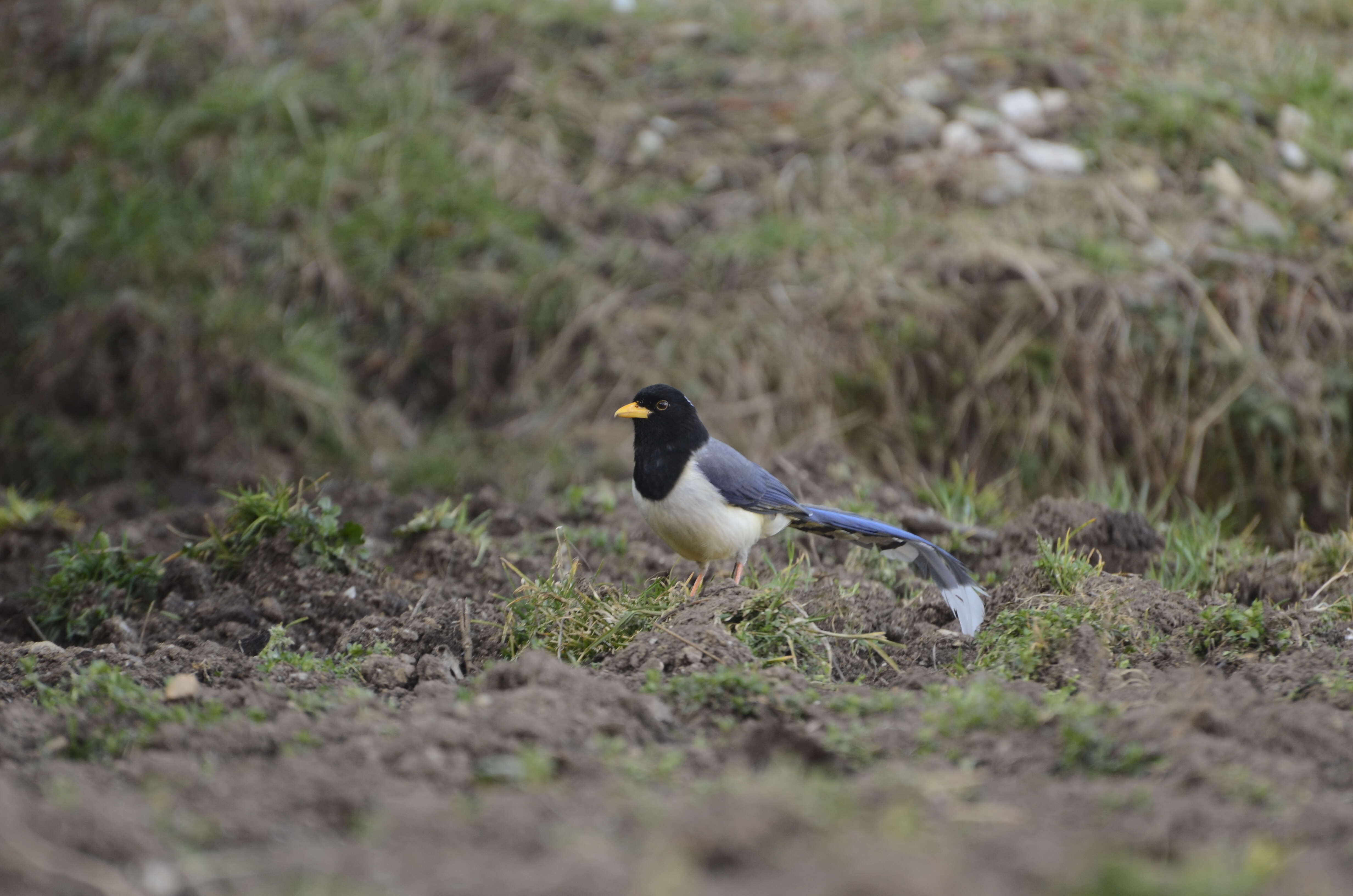 Image of Gold-billed Magpie