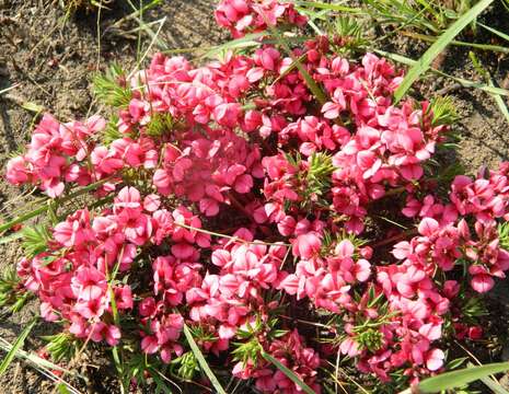 Imagem de Indigofera rubroglandulosa Germish.