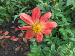 Image of red dahlia