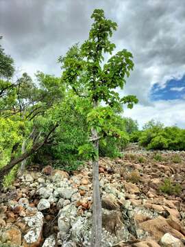 Image of Rock tree-nettle