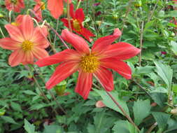 Image of red dahlia