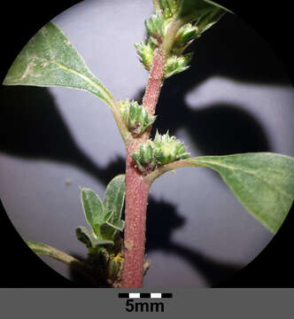 Imagem de Amaranthus blitoides S. Wats.