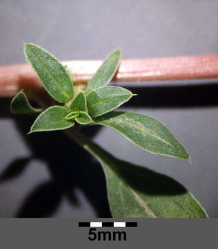 Imagem de Amaranthus blitoides S. Wats.