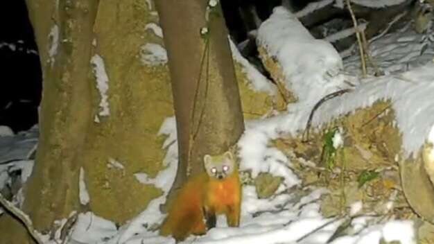 Image of Japanese Marten