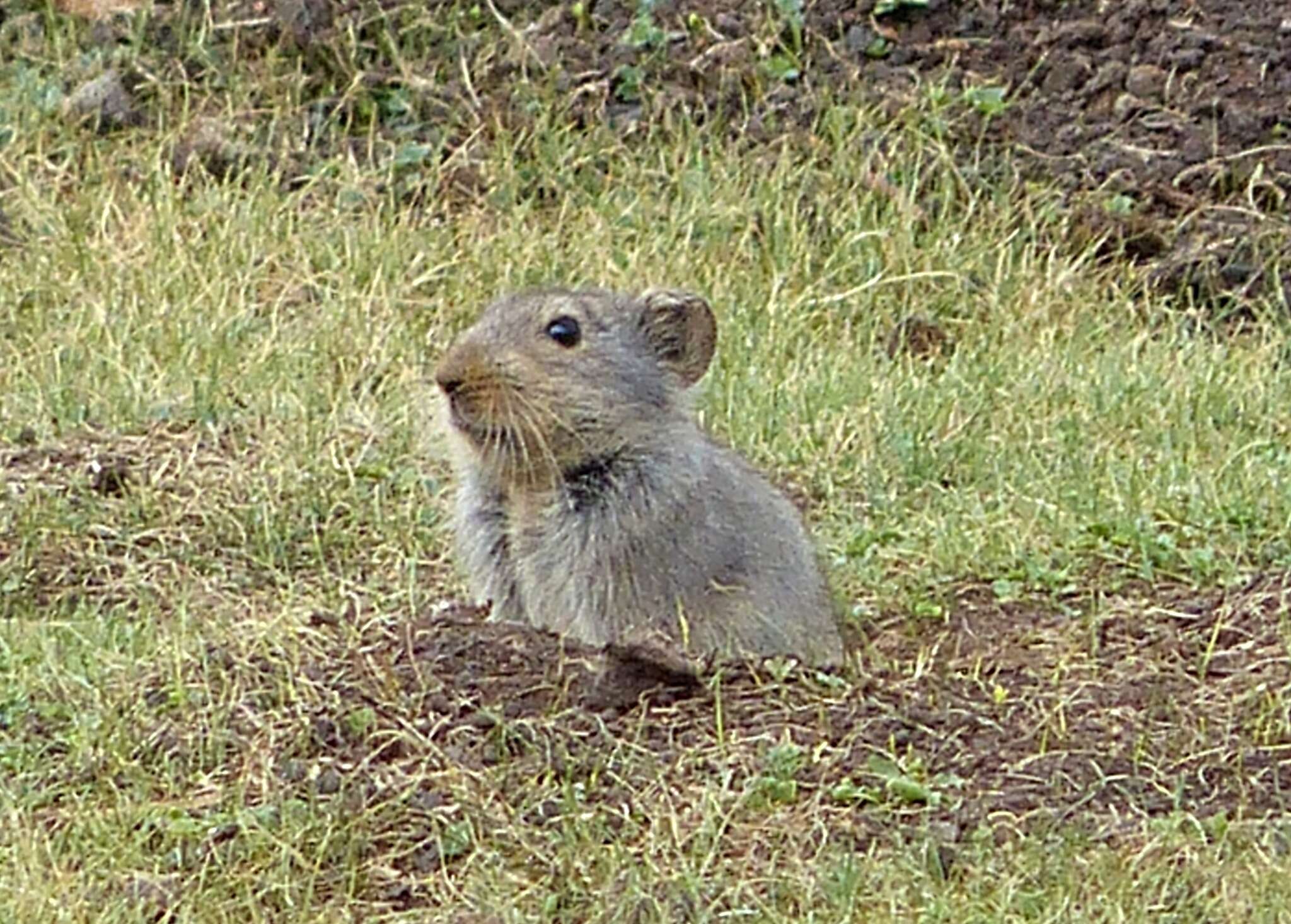 Image of Sloggett's Vlei Rat