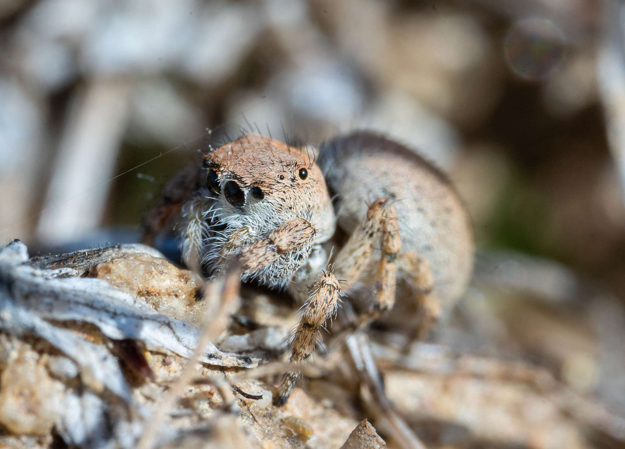 Image of Habronattus ustulatus (Griswold 1979)