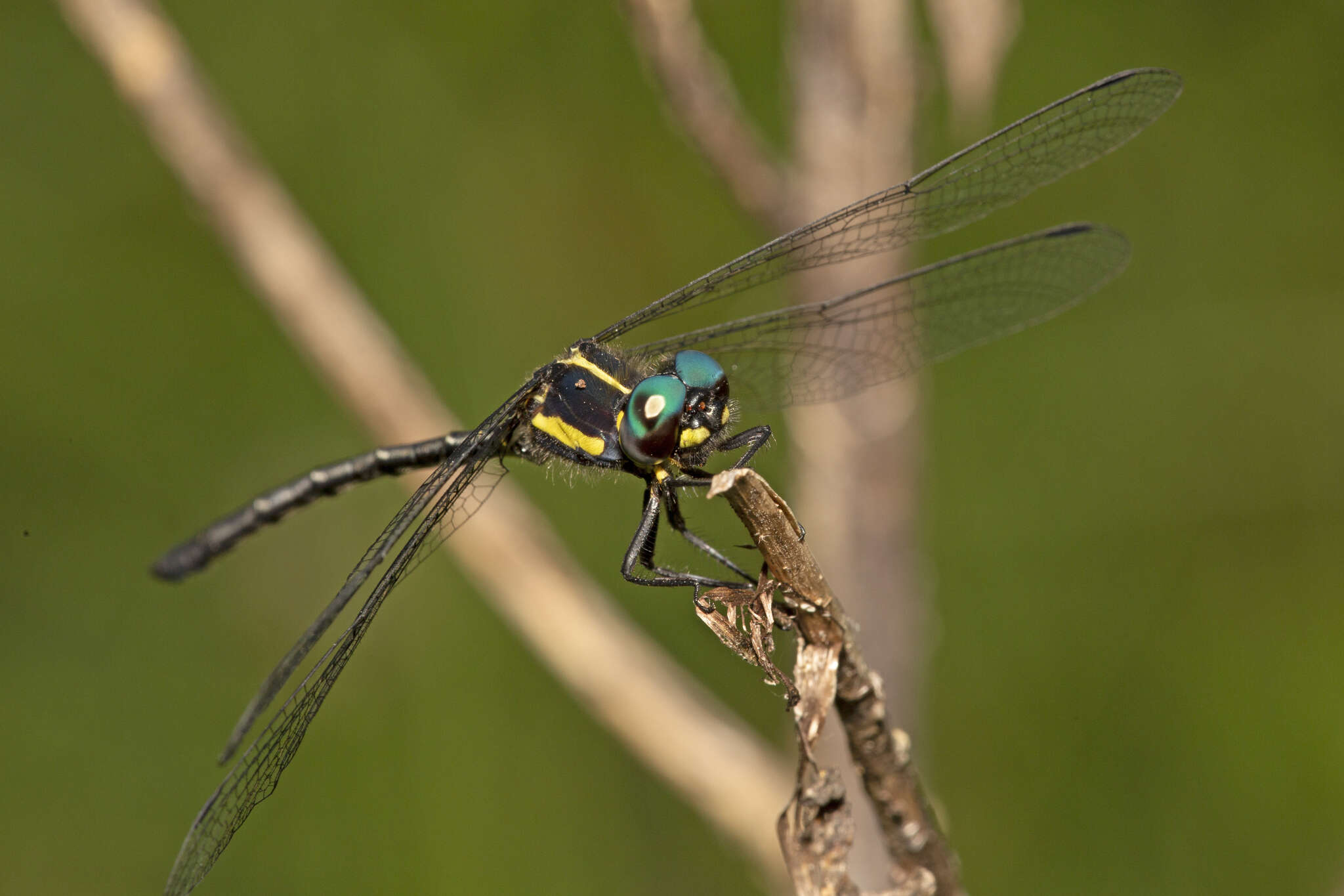 Image of Eusynthemis rentziana Theischinger 1998