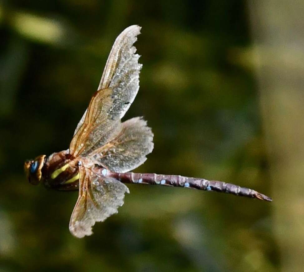 Image of Brown Hawker