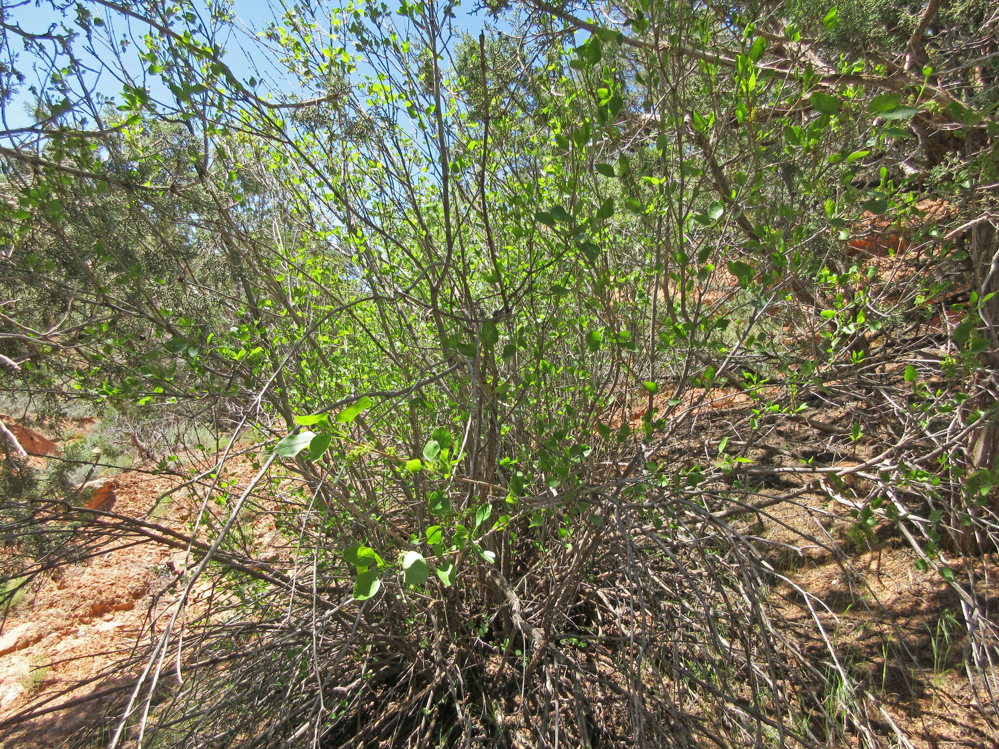 Image of singleleaf ash