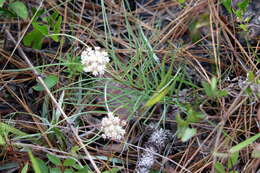 Image of Michaux's Milkweed