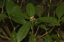 Image of Skimmia