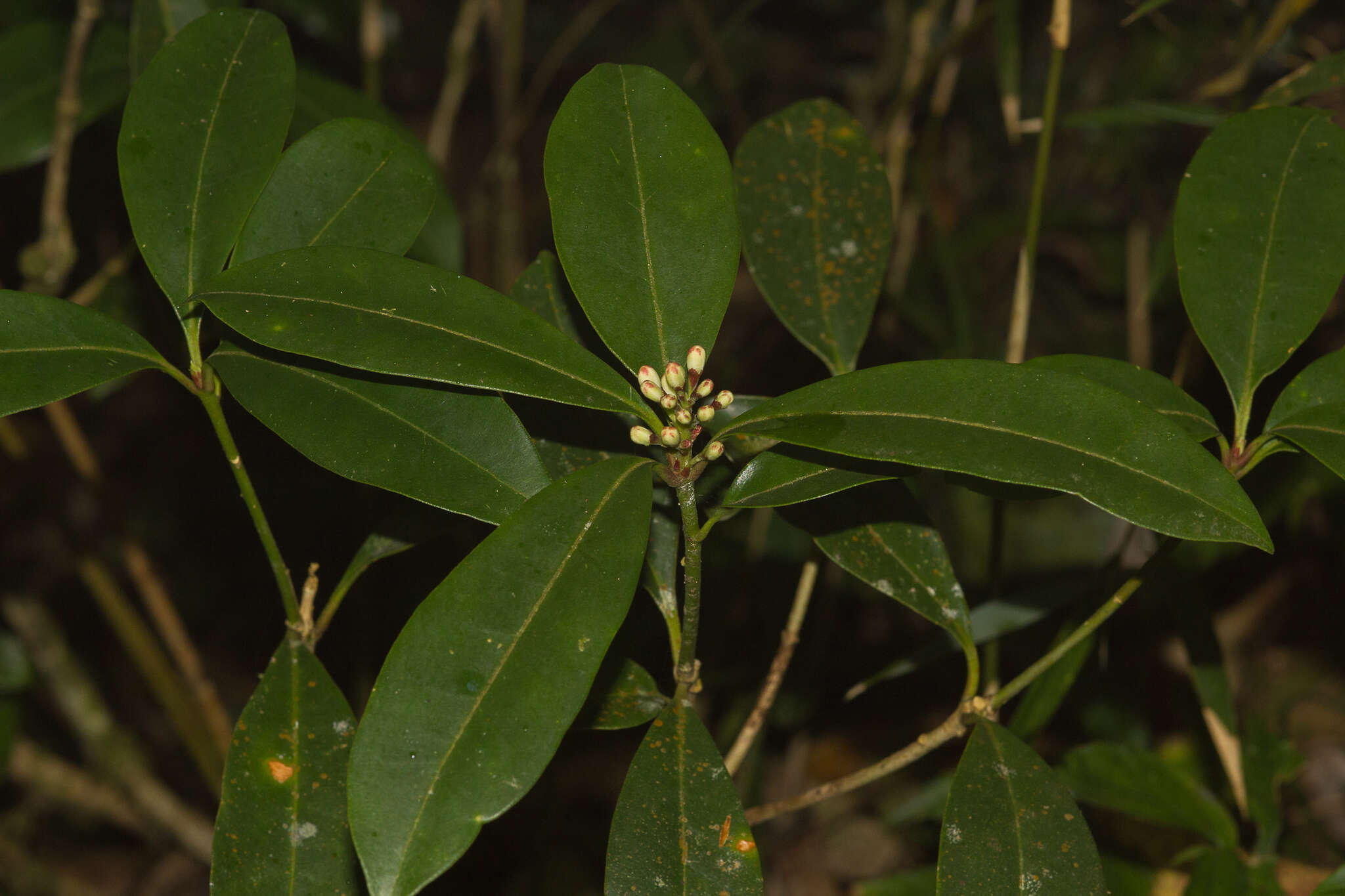 Image of Skimmia