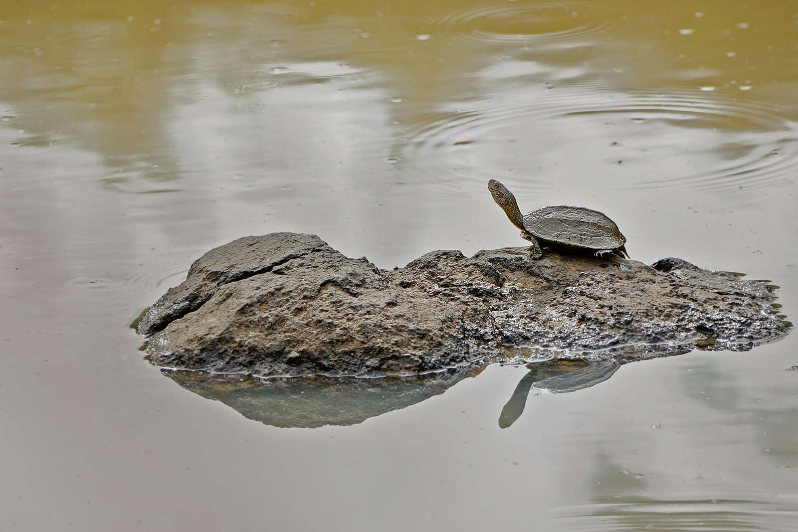 Image of Indian black turtle