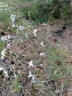 صورة Dianthus arenarius subsp. borussicus Vierh.