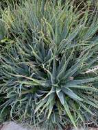 Image of Aloe × spinosissima