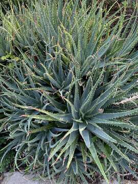 Image de Aloe × spinosissima