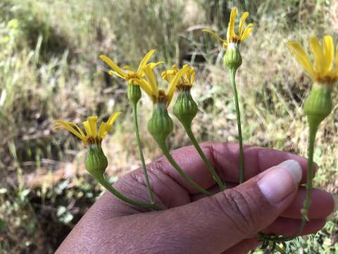 Image of Brewer's ragwort