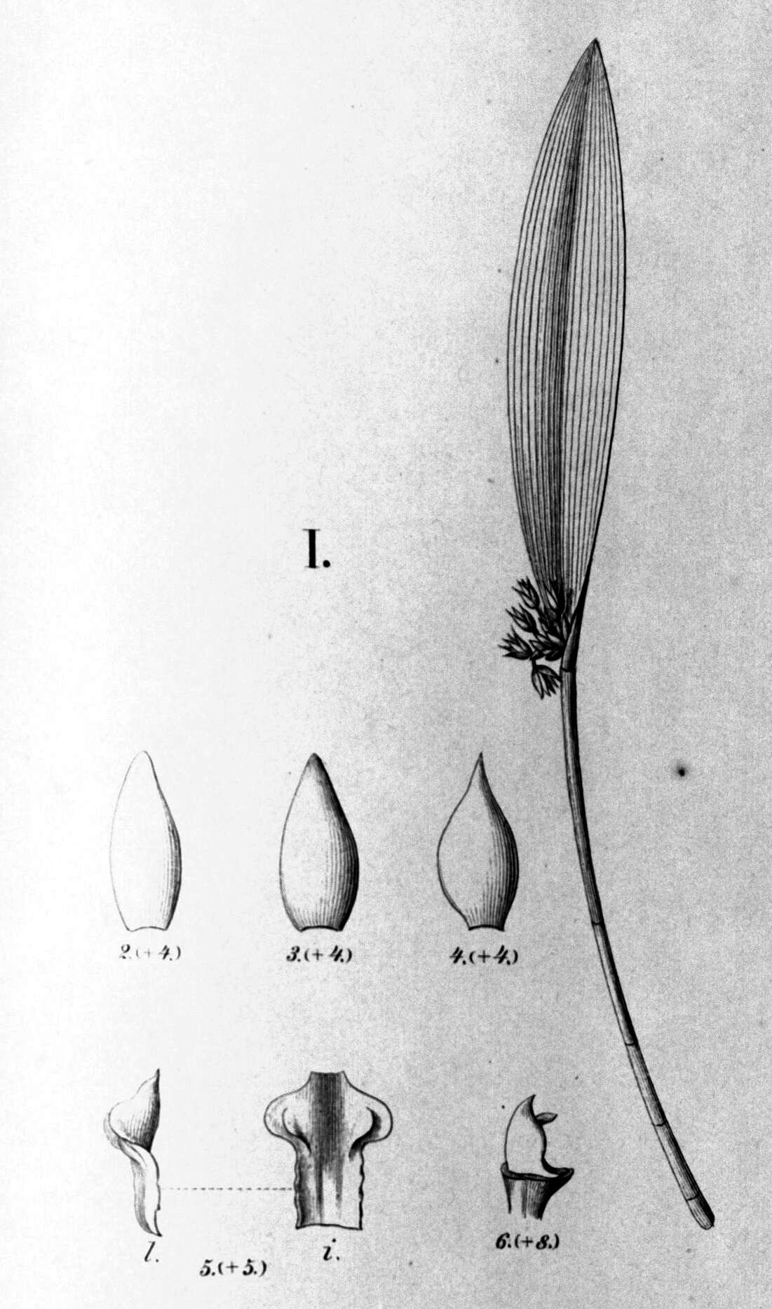 Image of Octomeria pinicola Barb. Rodr.