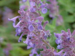 Image of raceme catnip