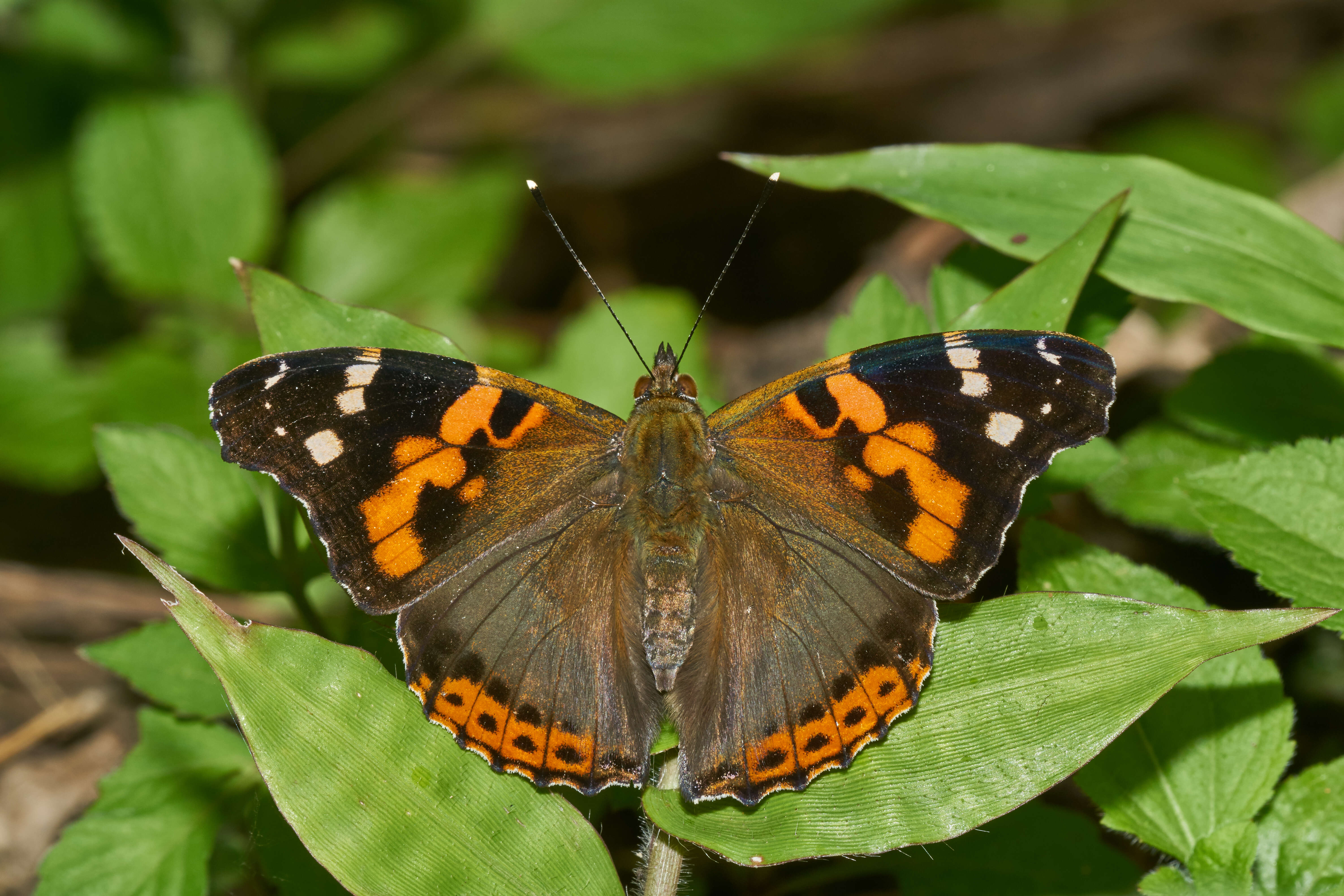 Image of Asian Admiral