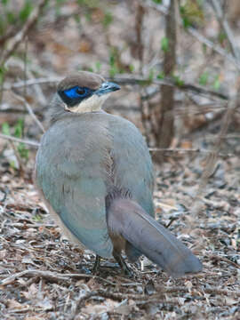 Image of Coua ruficeps olivaceiceps (Sharpe 1873)