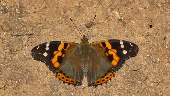 Image of Asian Admiral