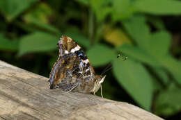 Image of Asian Admiral