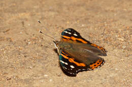 Image of Asian Admiral