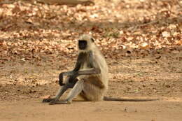 Image of Northern plains gray langur