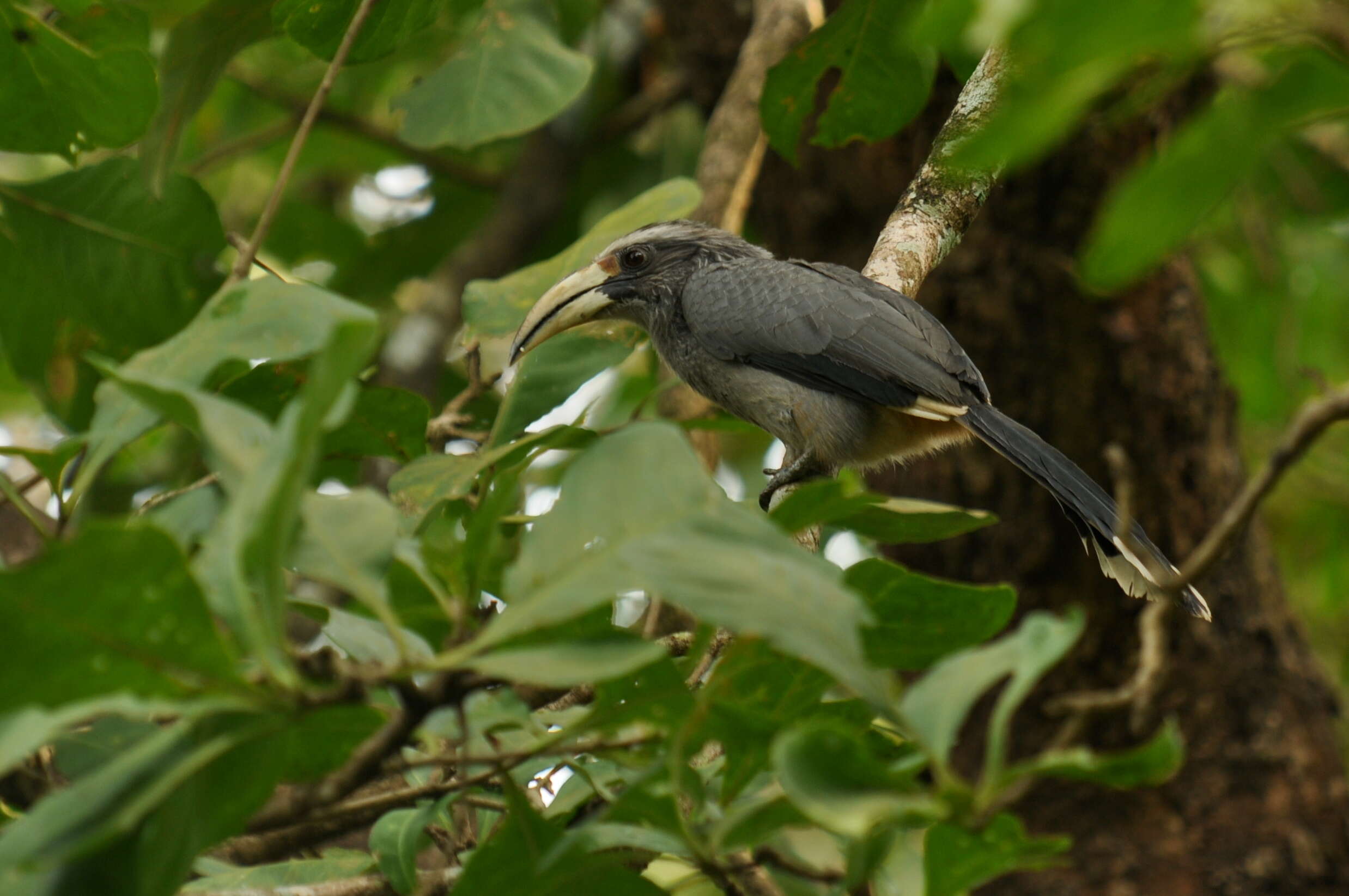 Image of Malabar Grey Hornbill