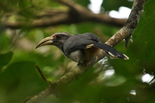 Image of Malabar Grey Hornbill