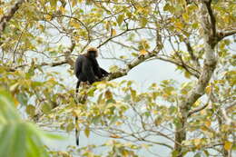 Image of Black Leaf Monkey