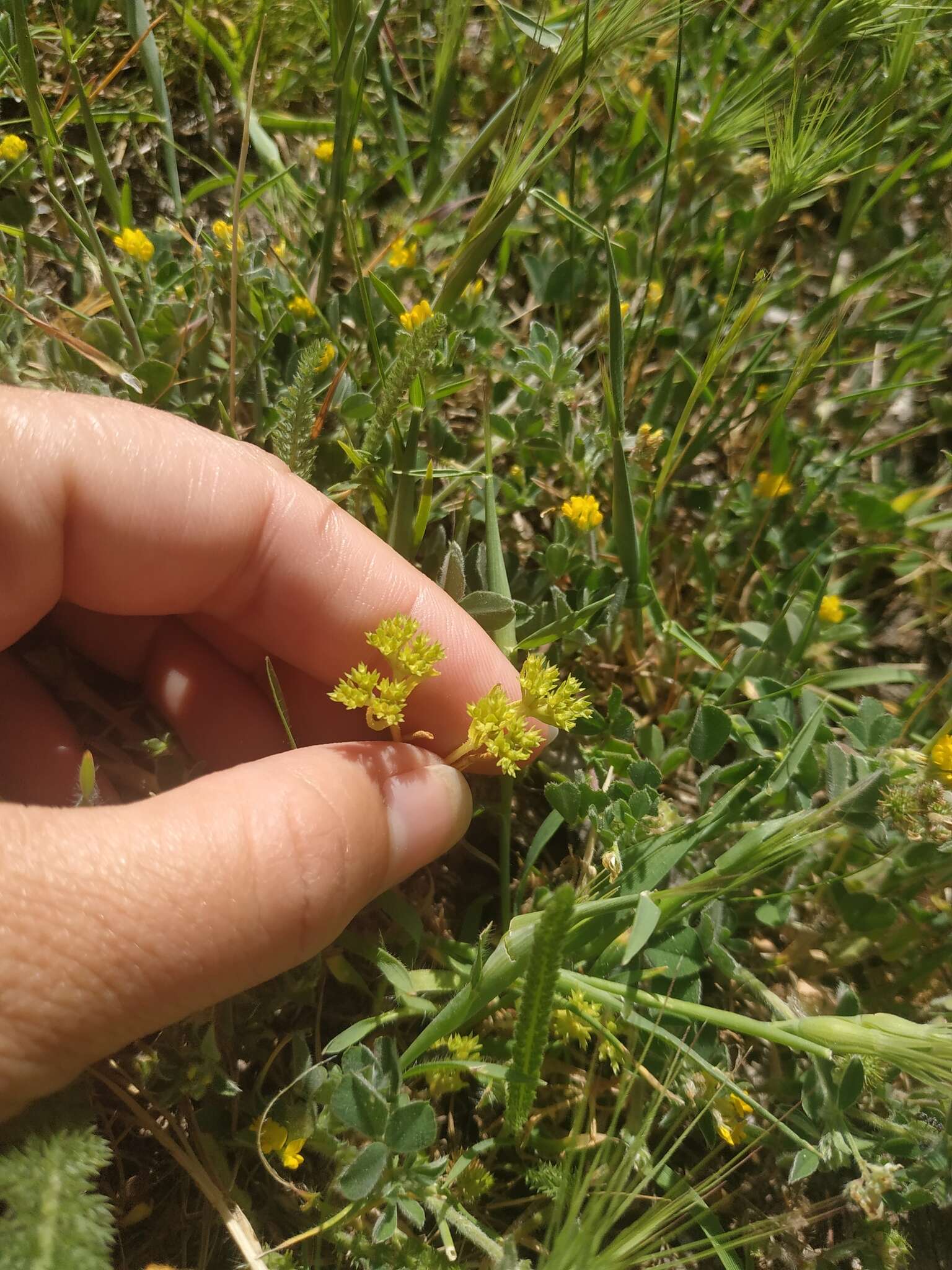 Image of Italian cornsalad