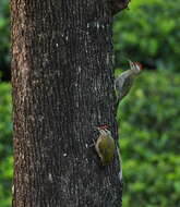 Image of Streak-throated Woodpecker