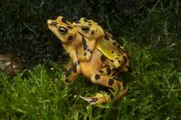 Image of Golden arrow poison frog