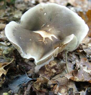 Image of soap tricholoma