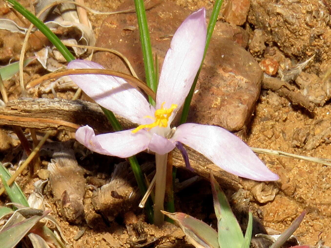 Image of Syringodea concolor (Baker) M. P. de Vos