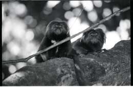 Image of Golden Lion Tamarin