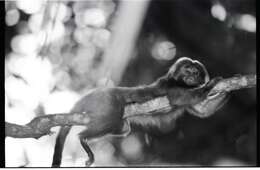 Image of Golden Lion Tamarin